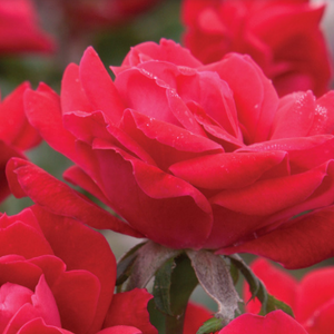 Double Knock Out Rose Tree