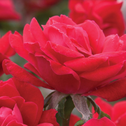 Double Knock Out Rose Tree