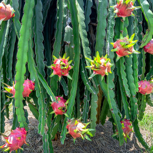 American Beauty Dragon Fruit