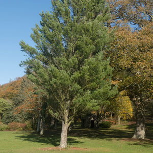 Eastern White Pine Tree