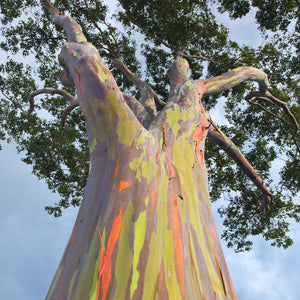 Rainbow Eucalyptus Tree - A Stunning, Unique Tree - PlantingTree
