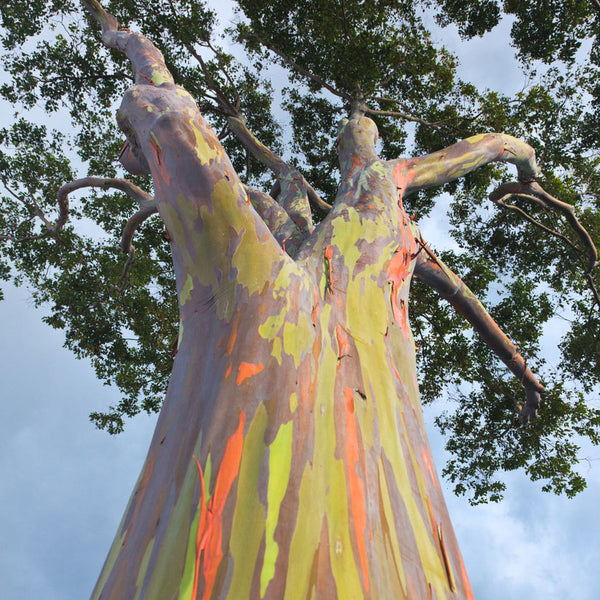 Rainbow Eucalyptus Tree