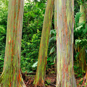 Rainbow Eucalyptus Tree