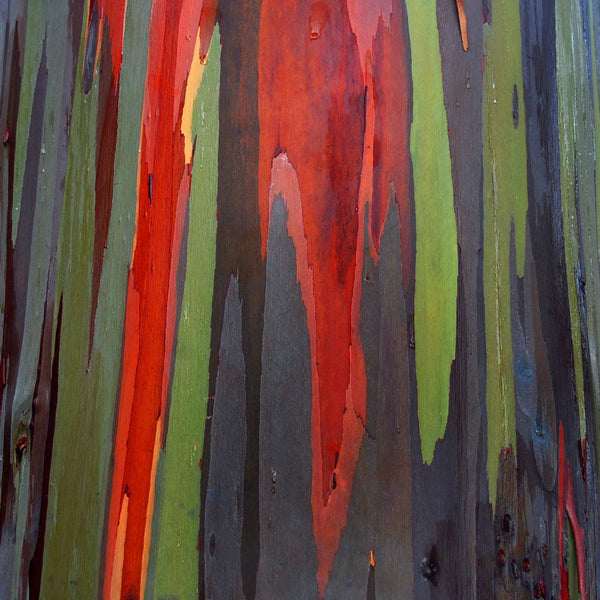Rainbow Eucalyptus Tree
