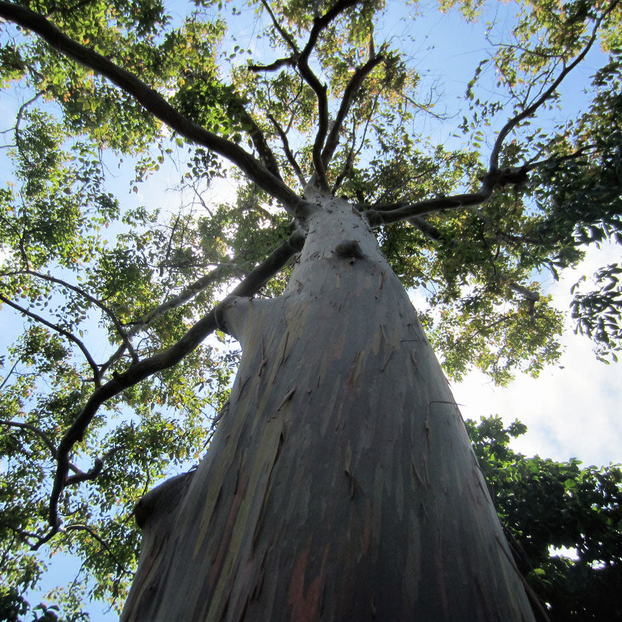 rainbow rubber tree Rainbow Eucalyptus Tree - A Stunning, Unique Tree