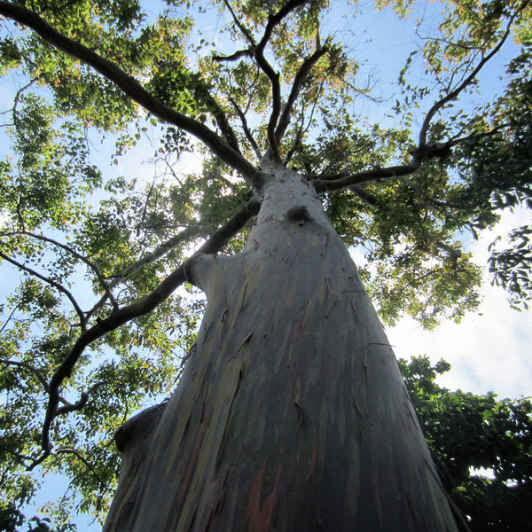 Rainbow Eucalyptus Tree