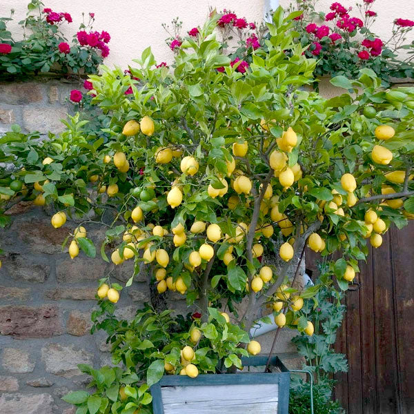 Eureka Lemon Bush Grow Your Own Lemons PlantingTree