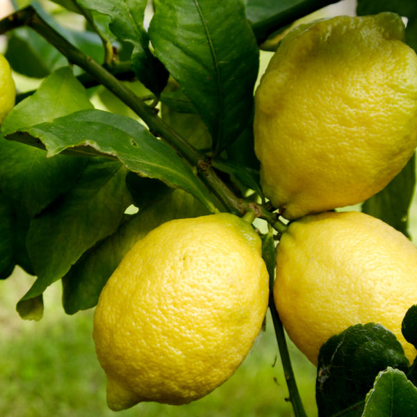 Eureka Lemon Bush Grow Your Own Lemons PlantingTree
