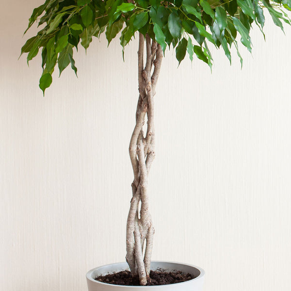 Real Indoor Ficus Tree