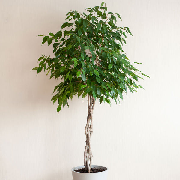 Real Indoor Ficus Tree