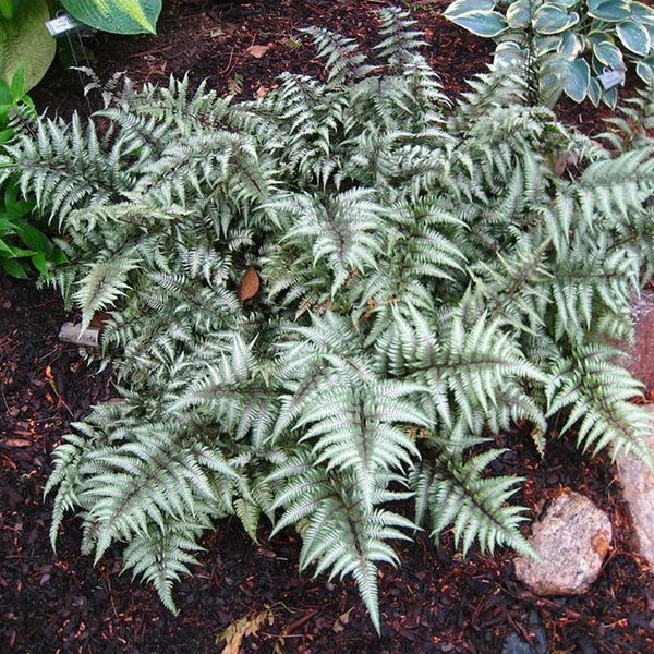 Godzilla Japanese Painted Fern