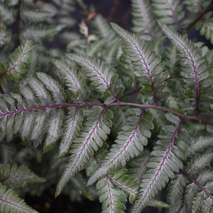 Godzilla Japanese Painted Fern