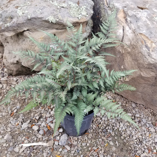 Godzilla Japanese Painted Fern