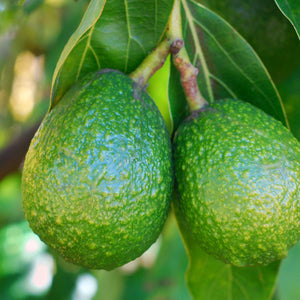 Hass Avocado Tree