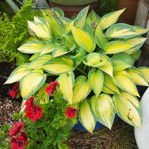 Stained Glass Hosta
