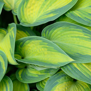 Stained Glass Hosta