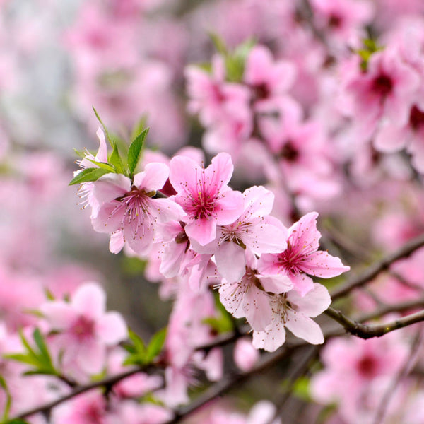 Elberta Peach Tree – Prized Peaches Aplenty - PlantingTree