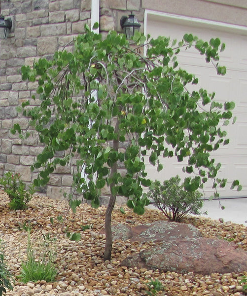 lavender twist weeping redbud tree Lavender Twist Weeping Redbud Tree - 6-7 Feet