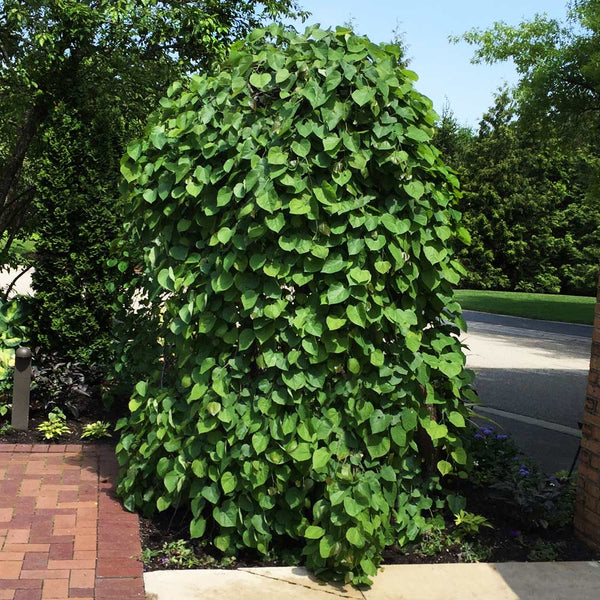 Lavender Twist Weeping Redbud Tree