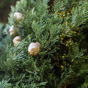 Italian Cypress Tree Texture