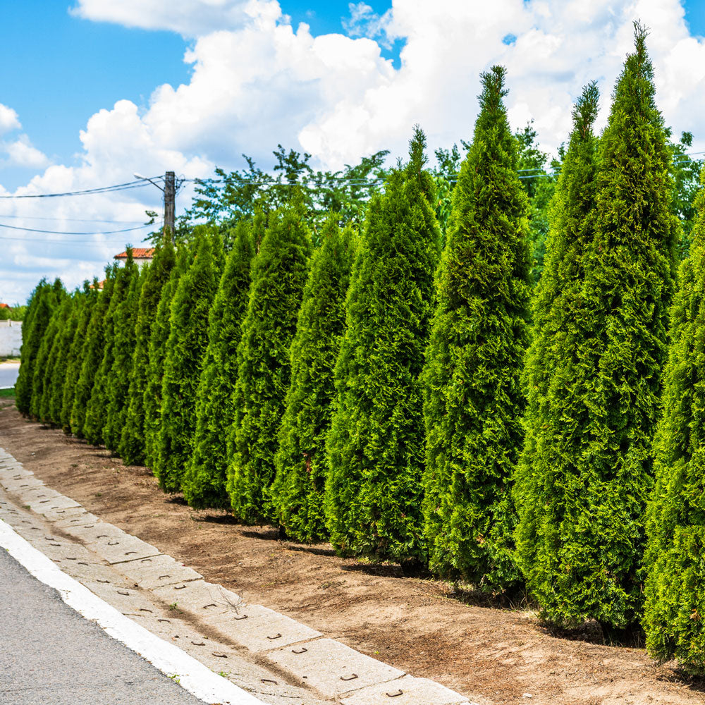 Junior Giant Thuja Tree for Sale - Grows to 20' Tall - PlantingTree
