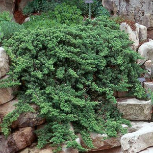 Dwarf Japanese Garden Juniper