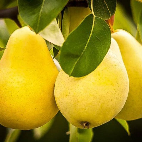 Kieffer Pear Tree | Self-Pollinating | Fast-Growing Fruit Tree 