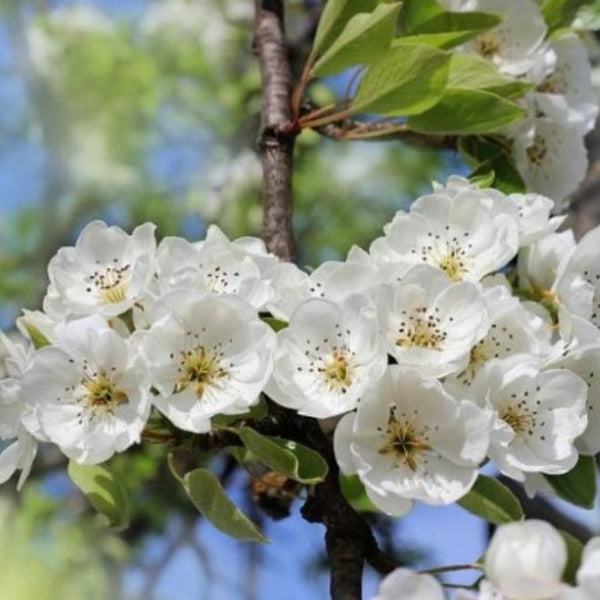 Kieffer Pear Tree | Self-Pollinating | Fast-Growing Fruit Tree 