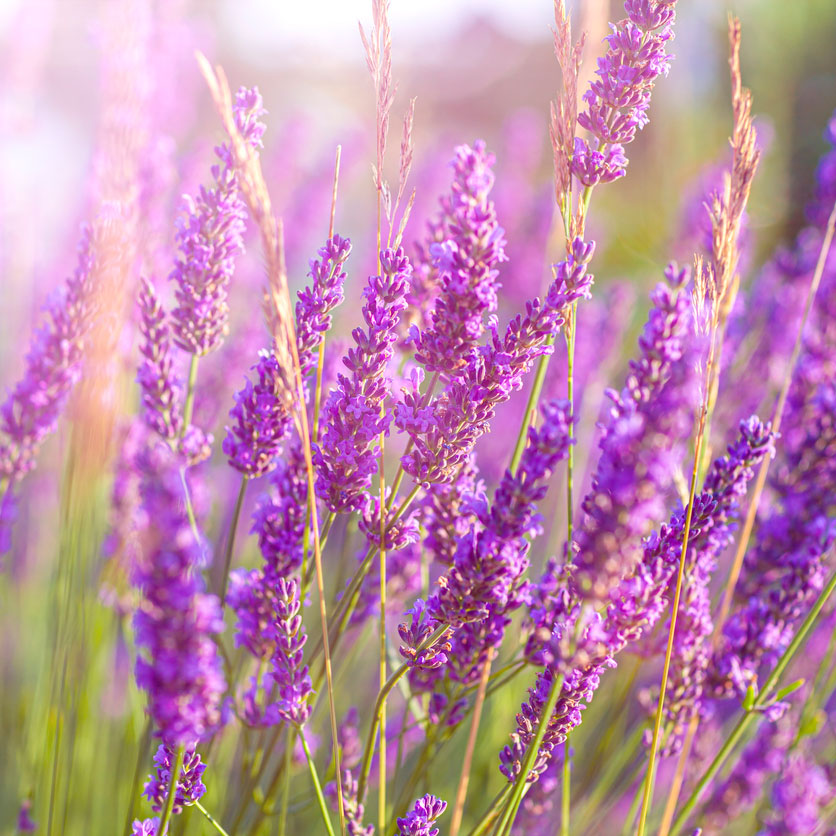 phenomenal lavender plants Phenomenal™ Lavender Plant | PlantingTree