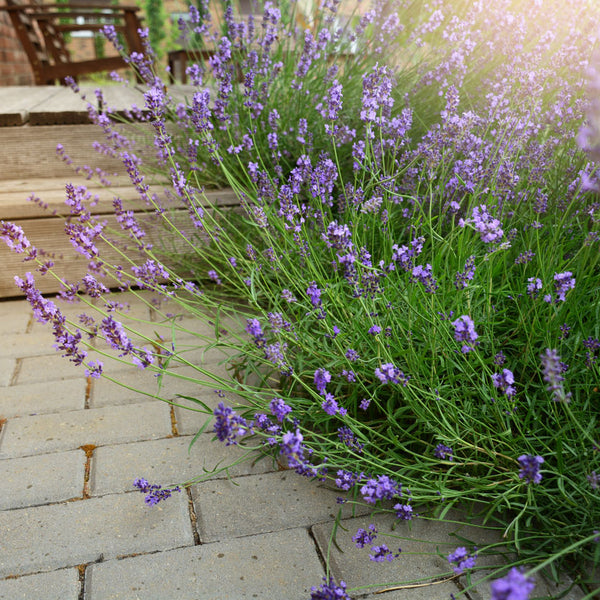 lavender tree zone 6 Phenomenal™ Lavender Plant | PlantingTree