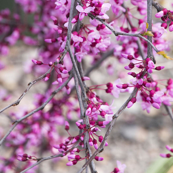 lavender flower trees Lavender Twist Weeping Redbud Tree