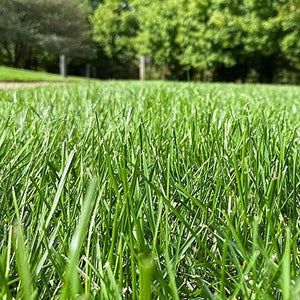 Lesco Starter Fertilizer Seed Germination