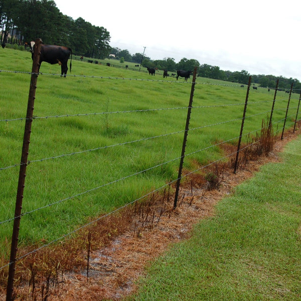 prosecutor pro herbicide Lesco Prosecutor Prolong