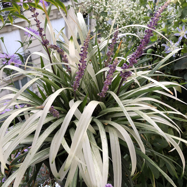 Liriope Muscari Okina