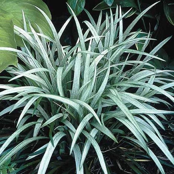Liriope Muscari Okina