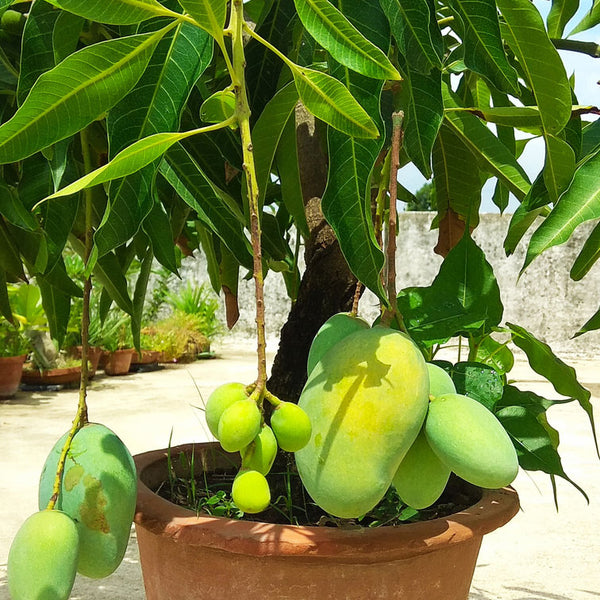 mango plant in pot Glenn Mango Tree | Perfect for Pots - Grow Mangos on Your Porch