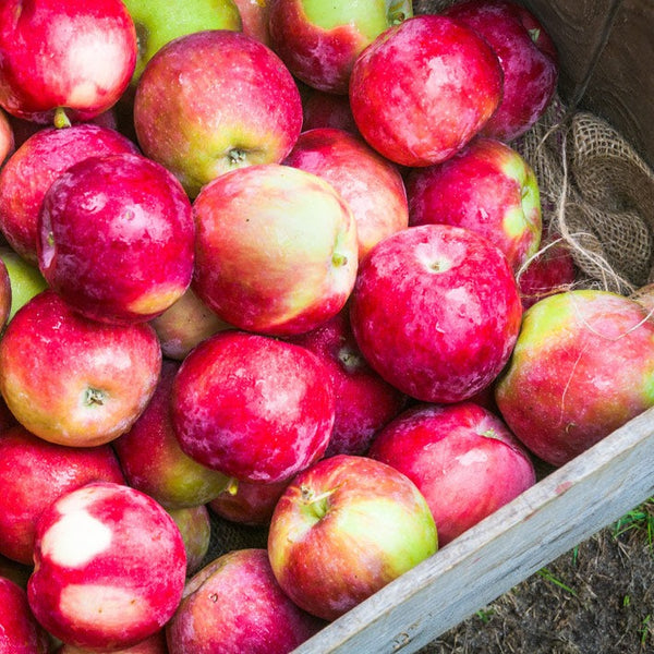 https://www.plantingtree.com/cdn/shop/products/mcintosh-apples-harvest_600x600.jpg?v=1647285117