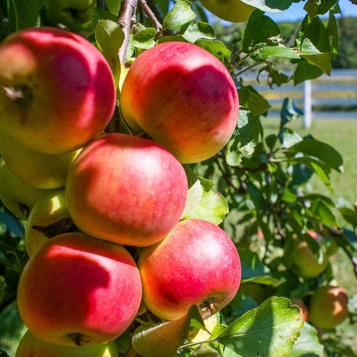 McIntosh Apple Tree