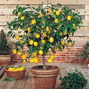 best way to plant a lemon tree in a pot Meyer Lemon Tree | Meyer Lemon Tree for Sale