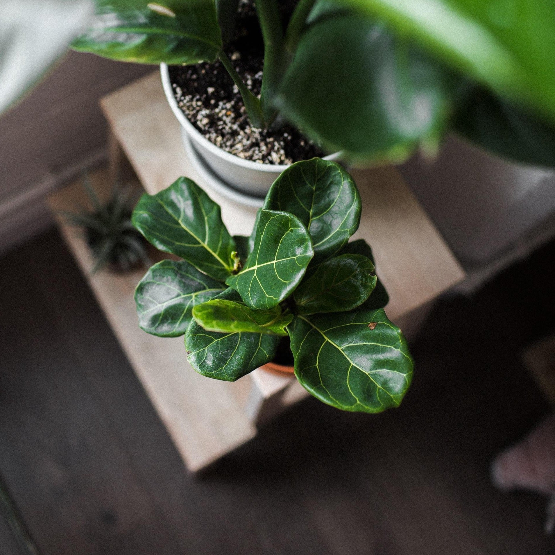 Shop for Fiddle Leaf Fig on PlantingTree.com