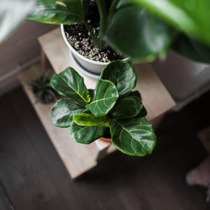 Fiddle Leaf Fig 