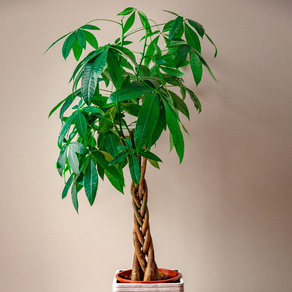 money tree seedling Money Tree for Sale - Easy to Maintain House Plant