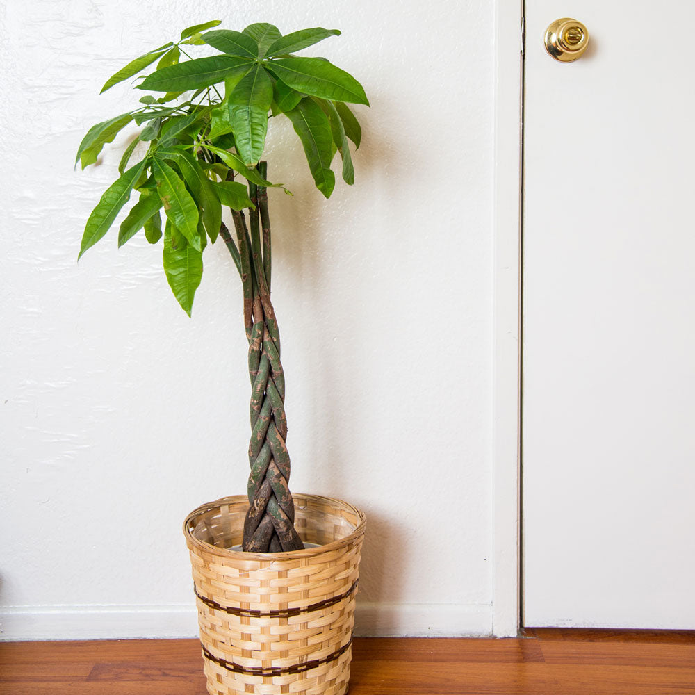 money tree money order Money Tree for Sale - Easy to Maintain House Plant