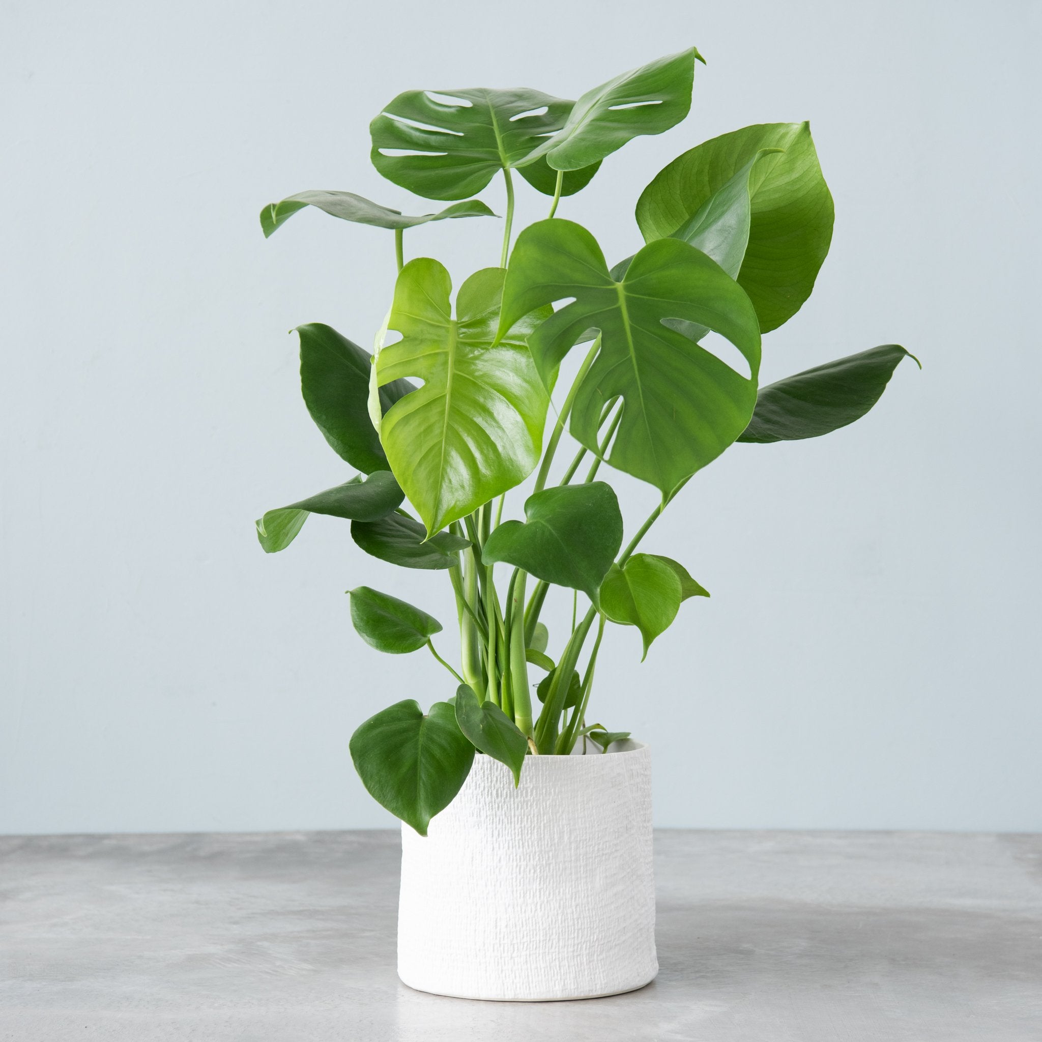 medium monstera plant Monstera Deliciosa Plant | A.K.A. Swiss Cheese Plant