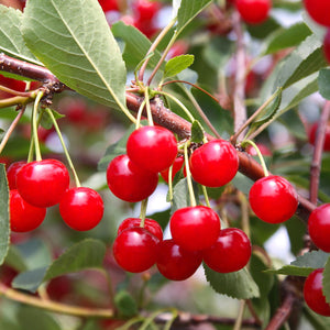 Montmorency Cherry Tree PlantingTree