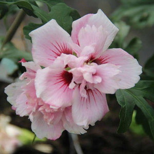 Hibiscus Lady Stanley Shrub