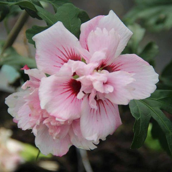 Hibiscus Lady Stanley Shrub