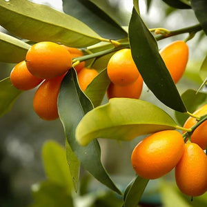 Sweet Kumquat Tree