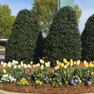 Nellie Stevens Holly