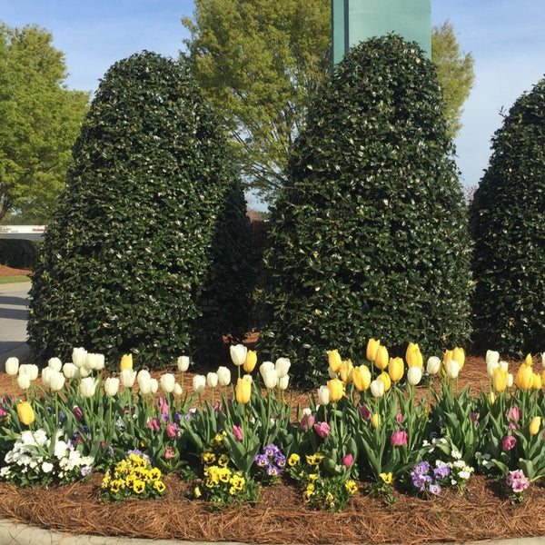 Nellie Stevens Holly